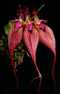 Bulbophyllum rothschildianum Red Chimney