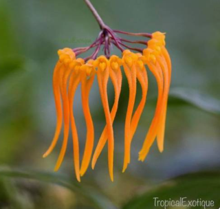 Bulbophyllum trongquyetii