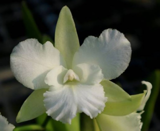 Cattleya Batalinii x C. Maui Maid White