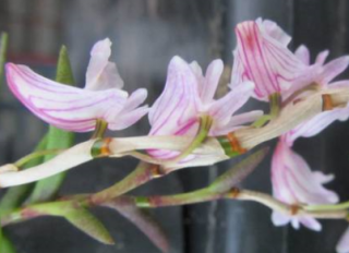 Dendrobium mindanaense