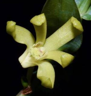 Dendrobium sororium