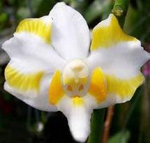 Phalaenopsis pulcherrima var. champonensis (Doritis)