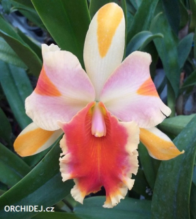 Rhyncholaeliocattleya Amazing Thailand Rainbow