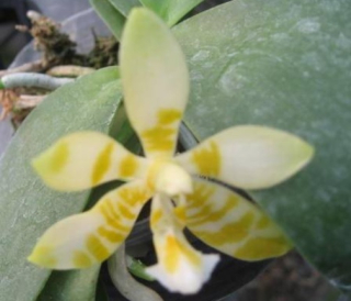 Phalaenopsis Mambo