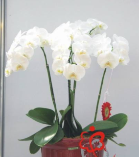 Phalaenopsis amabilis Snowflake SM/Joga