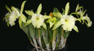 Brassavola Aristocrat