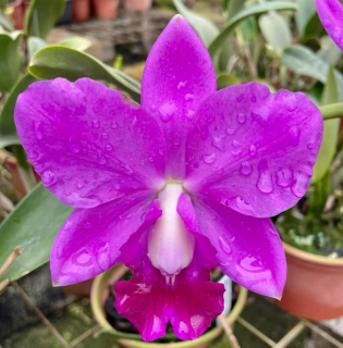 Laeliocattleya Aloha Case Ching Hua