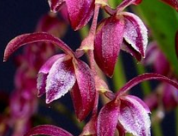 Pleurothallis (Acianthera) purpureo-violacea
