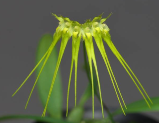 Bulbophyllum pecten - veneris flaviflorum