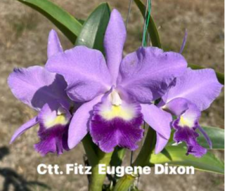 Cattlianthe Fitz Eugene Dixon
