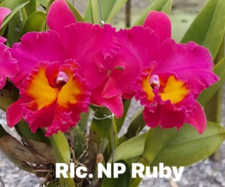 Rhyncholaeliocattleya NP Ruby