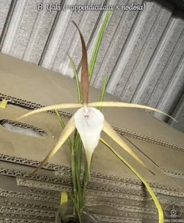 Brassavola Yaki (appendiculata x nodosa)