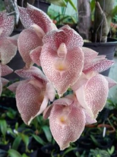 Catasetum Jamie Lawson