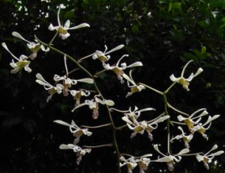 Dendrobium lineale 
