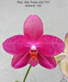 Phalaenopsis Miki Peoker Girl 751