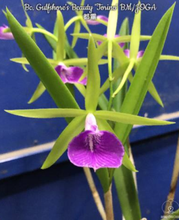 Brassocattleya Gulfshore Beauty Torino BM/JOGA