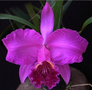 Cattleya lueddemanniana var. rubra