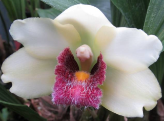 Bifrenaria harrisoniae var. semi-alba