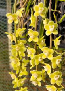 Chiloschista spp. Supanburi