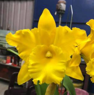 Rhyncholaeliocattleya Golden Diamond Canistel