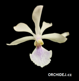 Vanda coerulescens x Holcoglossum subulifolium