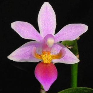 Phalaenopsis equestris var. rosea