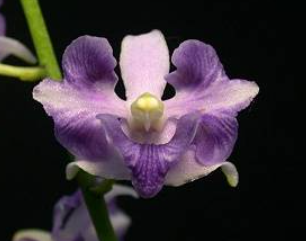 Phalaenopsis pulcherrima coerulea var. aquinii