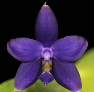 Phalaenopsis violacea var. coerulea KF Lan