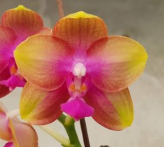 Phalaenopsis Allura Als Rainbow (6)