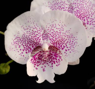 Phalaenopsis Allura Genie