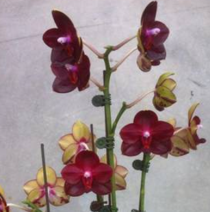 Phalaenopsis Allura Mituo King 1