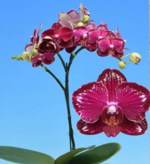 Phalaenopsis Cherry Bomb New Version