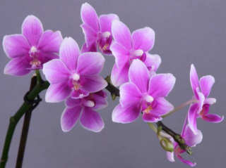 Phalaenopsis Dorablue Parfum