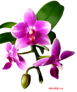 Phalaenopsis Violetta Parfum