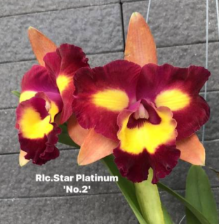 Rhyncholaeliocattleya Star Platinum No. 2