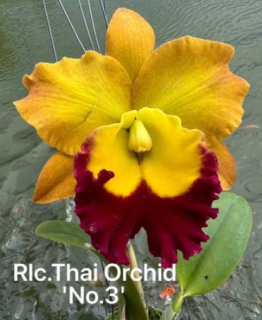 Rhyncholaeliocattleya Thai Orchid No. 3