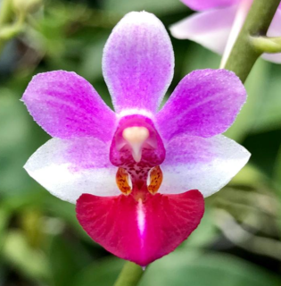 Phalaenopsis (pulcherrima x appendiculata) x Anna Larati Soekadi