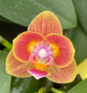 Doritaenopsis Shih Fang Savory Orange