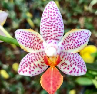 Phalaenopsis Mini Mark x lueddemanniana