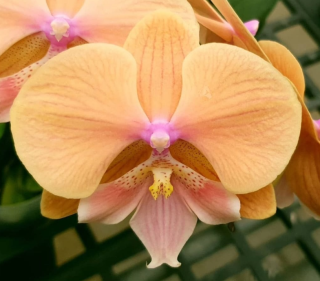 Phalaenopsis Allura Embrace