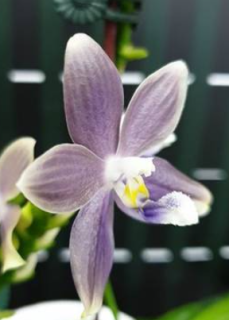 Phalaenopsis speciosa Super Purple
