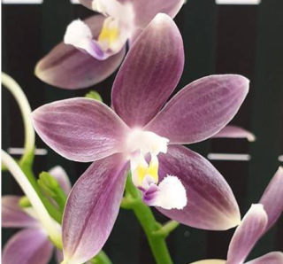 Phalaenopsis speciosa Purple Mountain