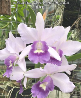 Laeliocattleya Final Blue Royal Purple BM/JOGA