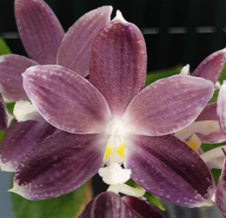 Phalaenopsis speciosa Purple Paw