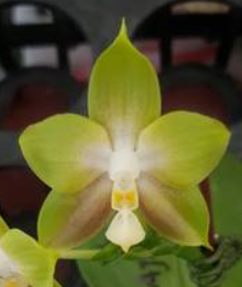 Phalaenopsis Allura Spark