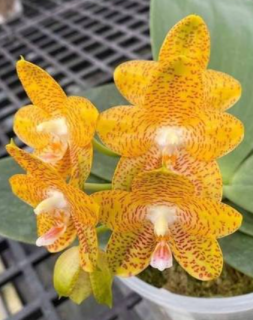 Phalaenopsis LD Giga King Mituo 1
