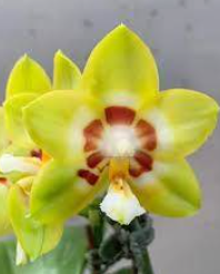 Phalaenopsis Yaphon Image Eddy