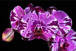 Phalaenopsis Ruey Lih Queen Ruey Lih