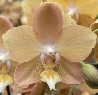 Phalaenopsis Maple Valley Aroma