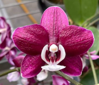 Phalaenopsis Kaoda Twinkle Perfume